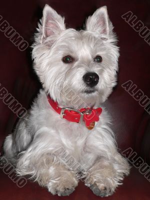 West Highland Terrier Portrait