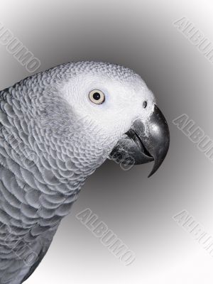 African Gray Portrait