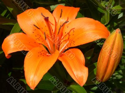 Tiger Lily Macro