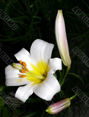 White Lily