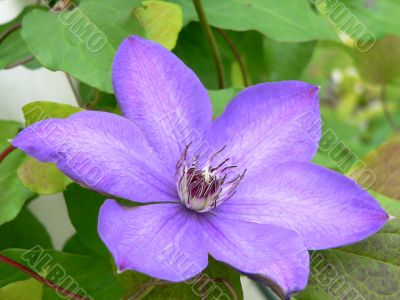 Beautiful Purple Clematis