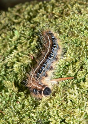 Gypsy Moth Caterpillar