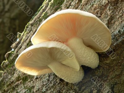 Sunlit Mushrooms