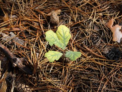 Small oak
