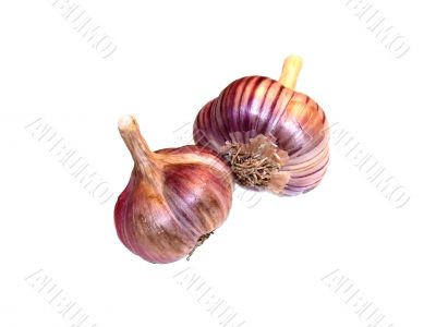The garlic
