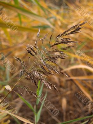 The spikelet