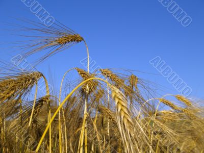 barley
