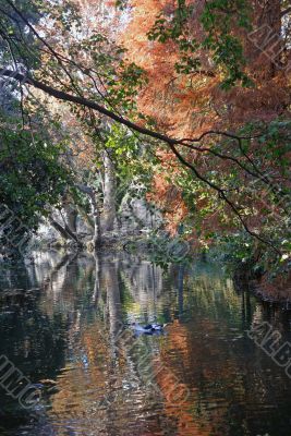 Autumn in the park