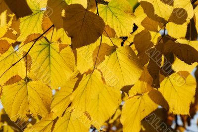 Leaves in autumn