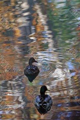 Autumn in the park