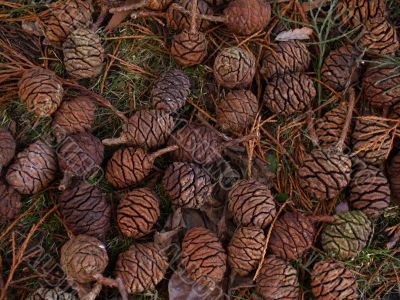 redwood cones