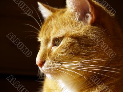 tomcat, portrait