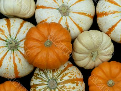 Group of Pumpkins