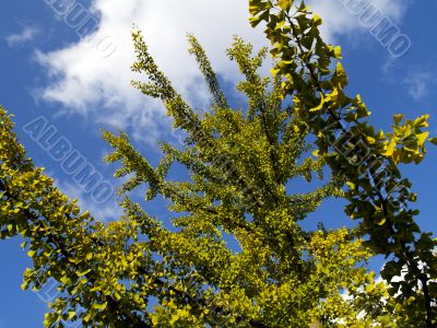 gingko tree