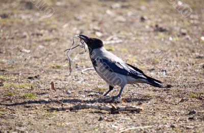 The builder of a nest