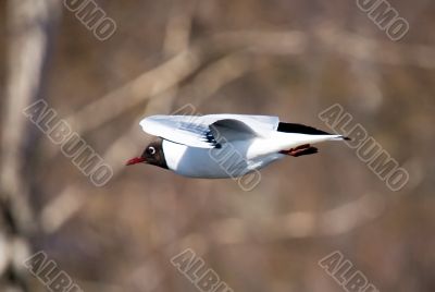 The seagull in flight