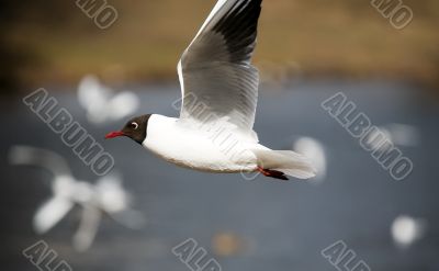 The seagull in flight