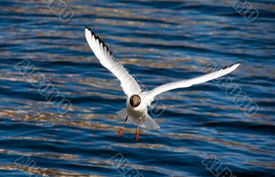 The seagull in flight