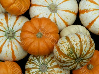 Group of Pumpkins