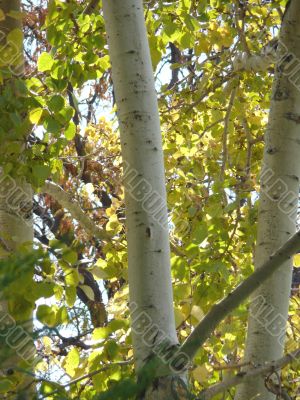 Autumn Aspens