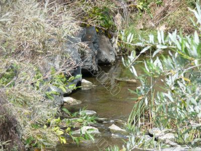 Water with Foliage