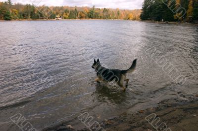 Active German Shepherd