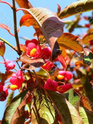 twig with red flowers