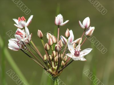 white flowers