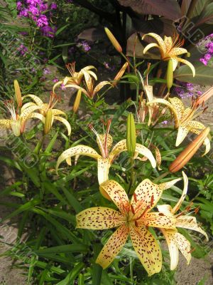 Bouquet Of Lilies