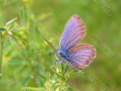 Butterfly On The Flower