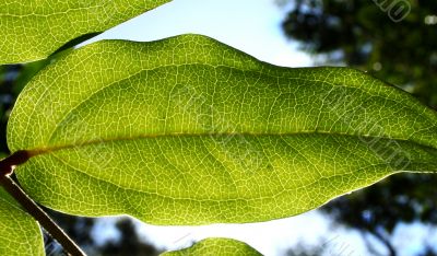 Rainforest Background 1