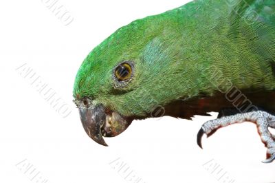 Green Parrot