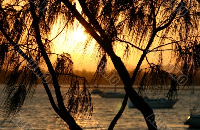 Casuarina Against The Sun