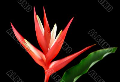 Heliconia 1