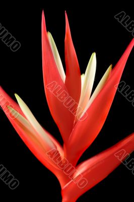 Heliconia 2