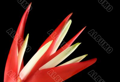 Heliconia 3