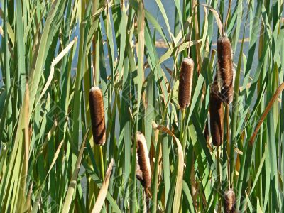 Cattails in the Bay