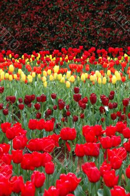Tulips in Spring