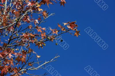 Maple