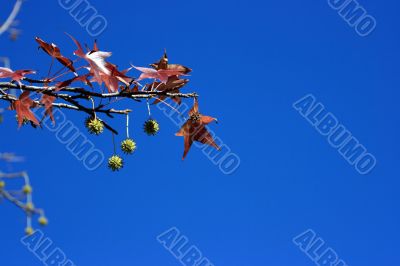Maple