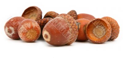 dry brown acorns