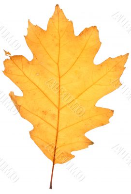 dry oak leaf