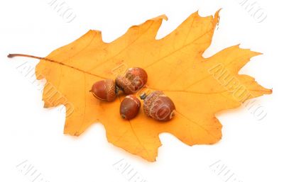 oak leaf and acorns