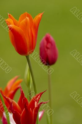 tulip