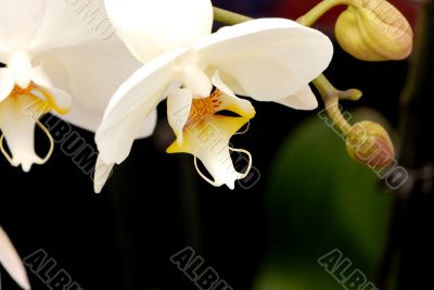 White Orchid