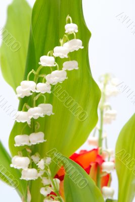 lily of the valley