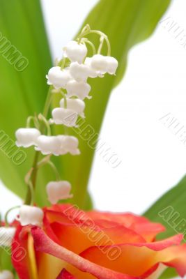 lily of the valley