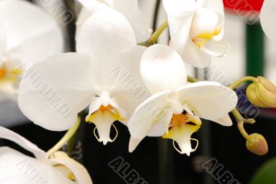 White Orchid