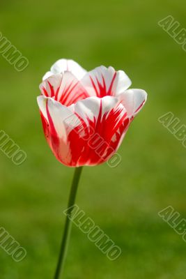 tulip
