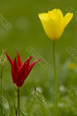 tulip